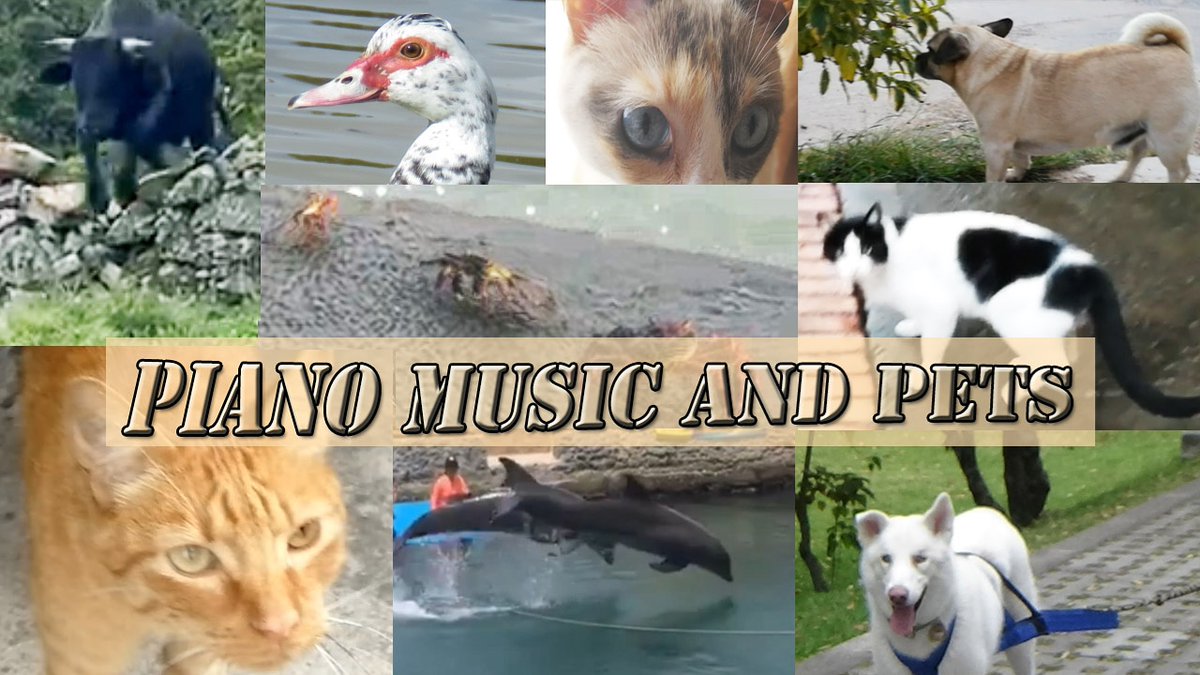 animaleshermos7's tweet photo. Les presento un nuevo video #piano #music #pet link en la Bio 🐺🐴💚😻
.
#musica #mascotas #perros #gatos #caballos #toros #conejos #palomas #delfines #followme #dolphins #dogs #losamo #animaleshermosos #LoMásTrinado #lasmascotasdealejandra #dogs #rabbits #bulls #horses #youtube https://t.co/dZ9OdD6GMu