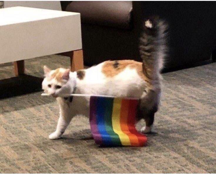 i like cats tweet media