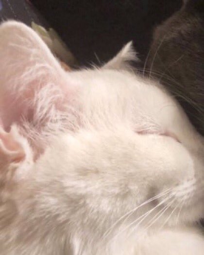 i like cats tweet media