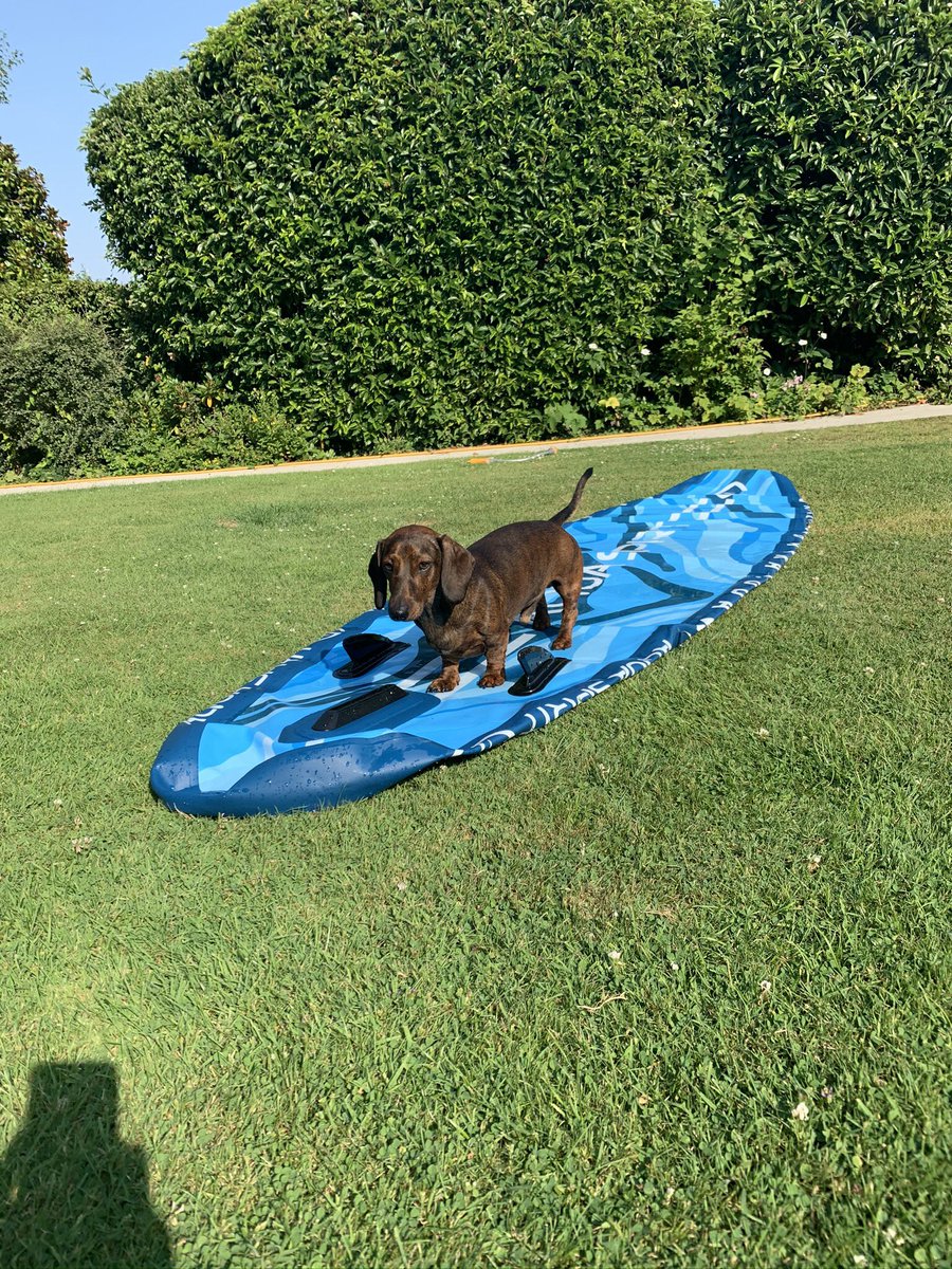 JennieManley's tweet photo. I read The Price of Potatoes...it really touched me.  So honest and heartfelt.  Sending you a virtual hug, wishing you well and here’s a doggo pic for you..Lenny living his best sausage life on a SUP! Take care.  Ps you have inspired me to make a delivery to the food bank soon x https://t.co/u10M0EdfDL