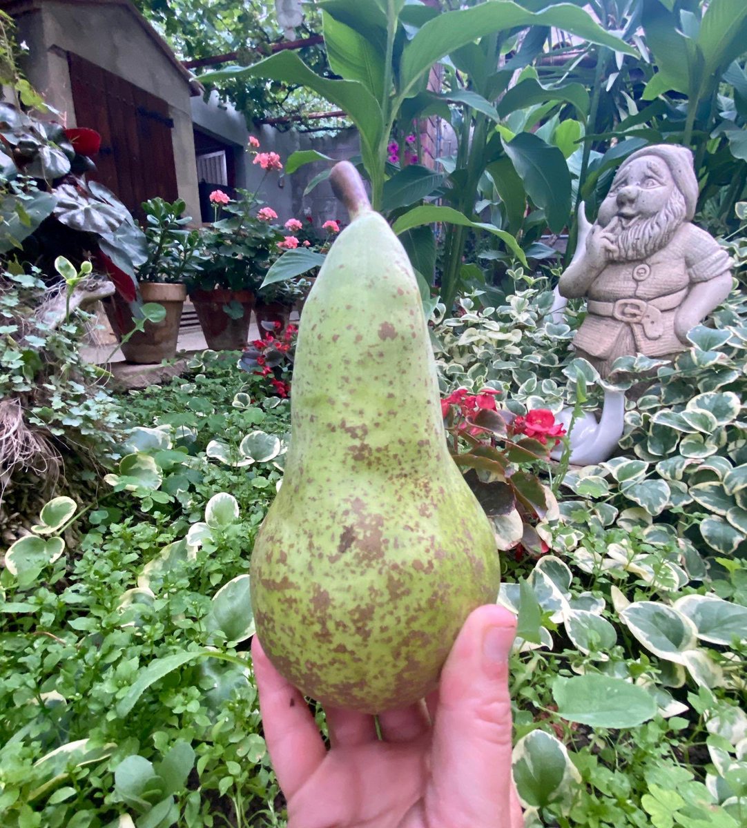 LluisBoldu's tweet photo. Peres de LLEIDA! 🍐Les millors! #pera de #Lleida
Després de les #llimoneres i les #blanquilles collint #peres #conference @DOPperadelleida #HortadeLleida #Butsenit #lleidatanament @PostureigLleida https://t.co/i8xwrTTB6e