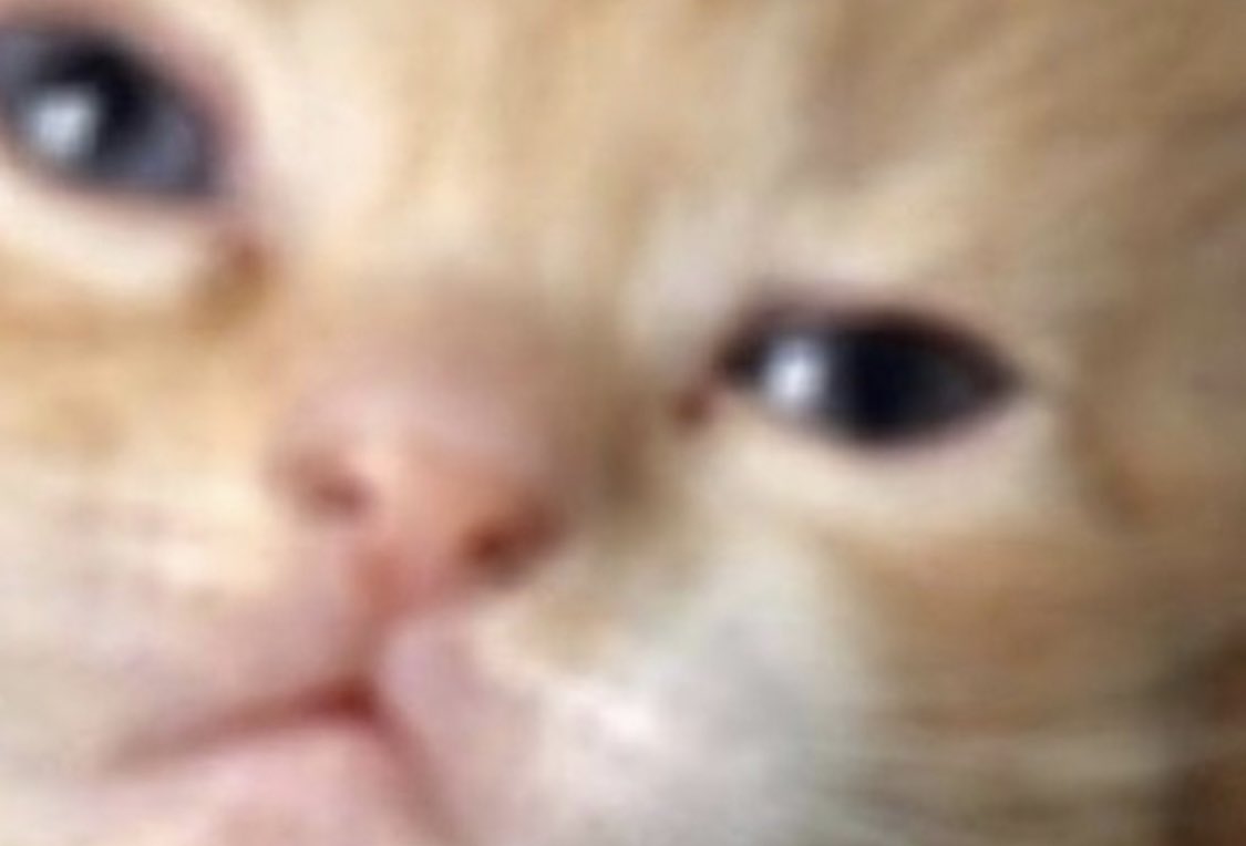 i like cats tweet media