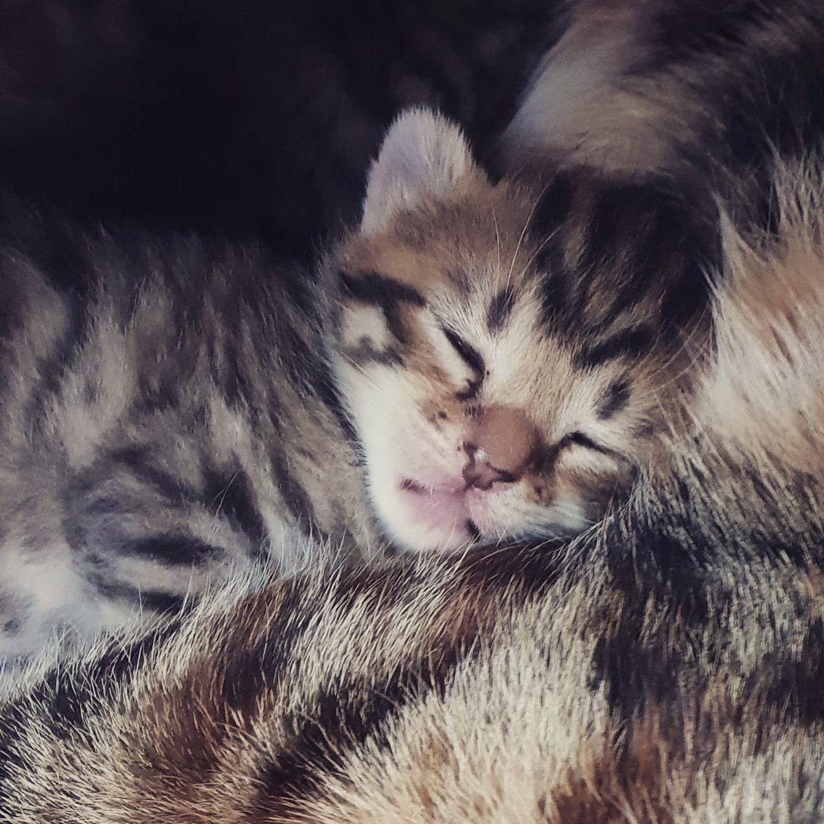 #kitten #love #tabbycat #tabbypretty #newbornkittens #mothercat #portrait