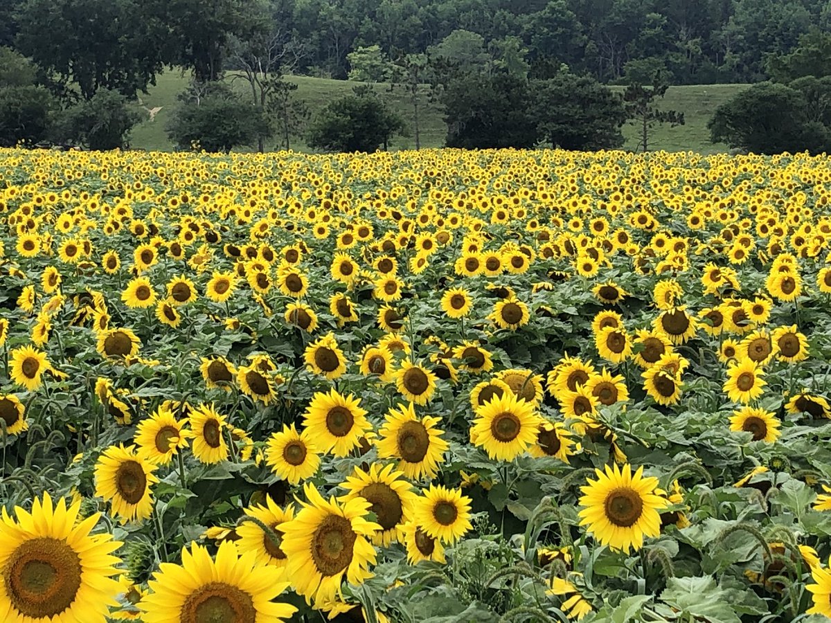 cinea25's tweet photo. Saw this on the drive to Catskill, NY https://t.co/rgltTmviR8