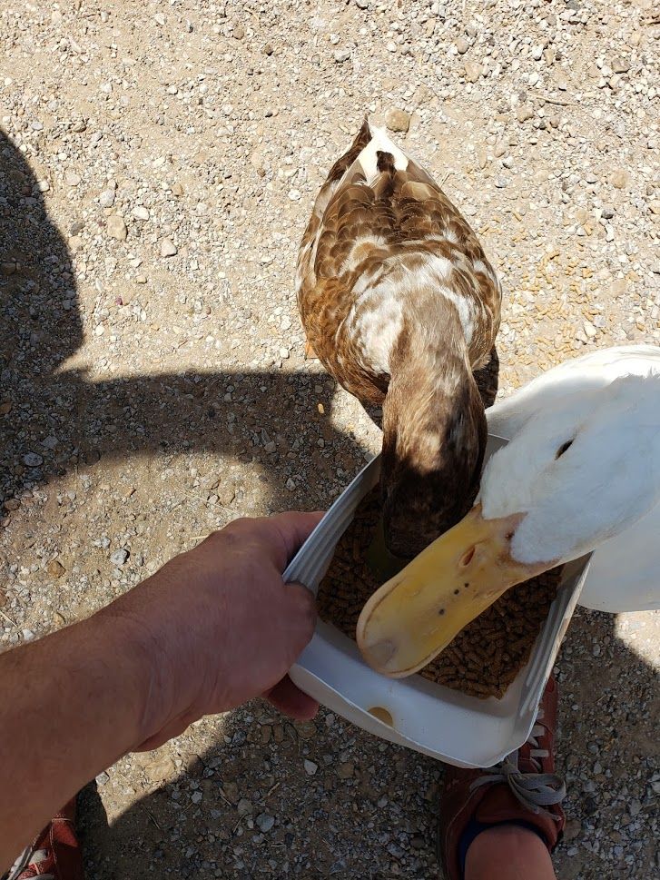 DentonBirdwatch's tweet photo. Two of the friendliest ducks at UNT duck pond #birdstagram #ducksofinstagram #instapeace #peaceful #unt #duckpond #ducks https://t.co/ZZJ4LNB9MD