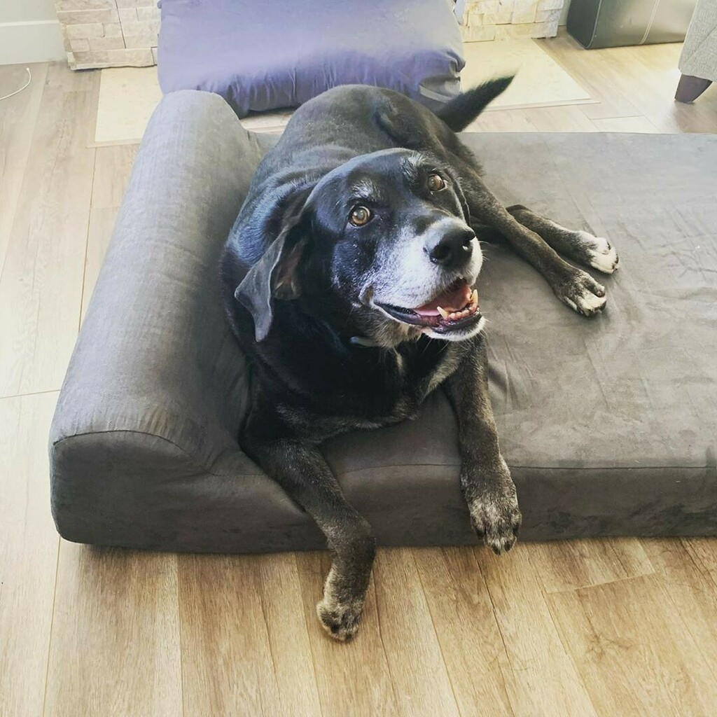 bigbarkerusa's tweet photo. "Smiling big because I love my new @bigbarkerusa bed. 🐾 Now I won’t have to climb onto the couch for a good night’s sleep!" 📷: @bellathebigblacklab

#dogbeds #labdog #labpups #labpup #bigbarker #labsrule #bigdogsrule #newbedwhodis #happypuppies #happ… https://t.co/R3fysRArLu https://t.co/ZM5MnmqQG6