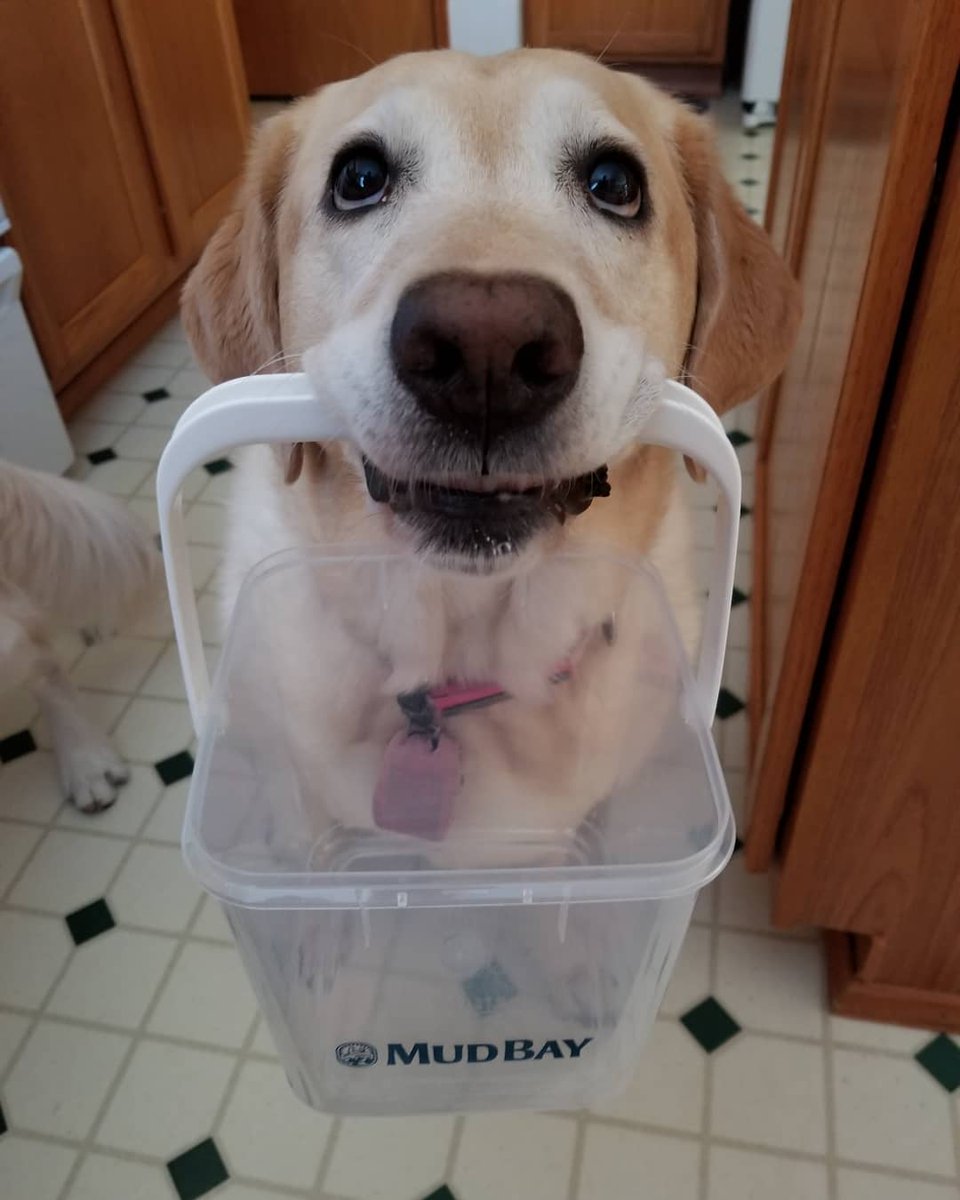 MudBay's tweet photo. Uh oh! Looks like it's time for a trip to Mud Bay! #repost #mudbucket #mudbaydogs
📷: @bjaevee
Oh, oh. Our Mud Bay bucket is empty.
#labsofinstagram #mudbay #treats #dogworldproblems 📷 @bjaevee https://t.co/kpgWcxKrXC