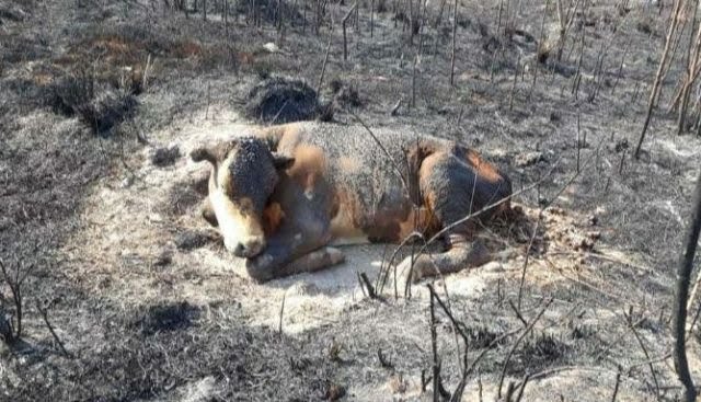 of course, because of the fires there’s a risk of devastation of the ecosystems, exceeding any level of resilience that native species may present. here are pics of animals perished in the flames