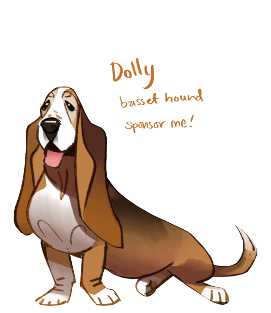 Today's  #doggust is Dolly the  #bassethound! She's available for sponsorship with  @GGBassetRescue, so you can donate to her medical funds from anywhere in the world!  https://www.ggbassetrescue.org/animals/detail?AnimalID=13902936