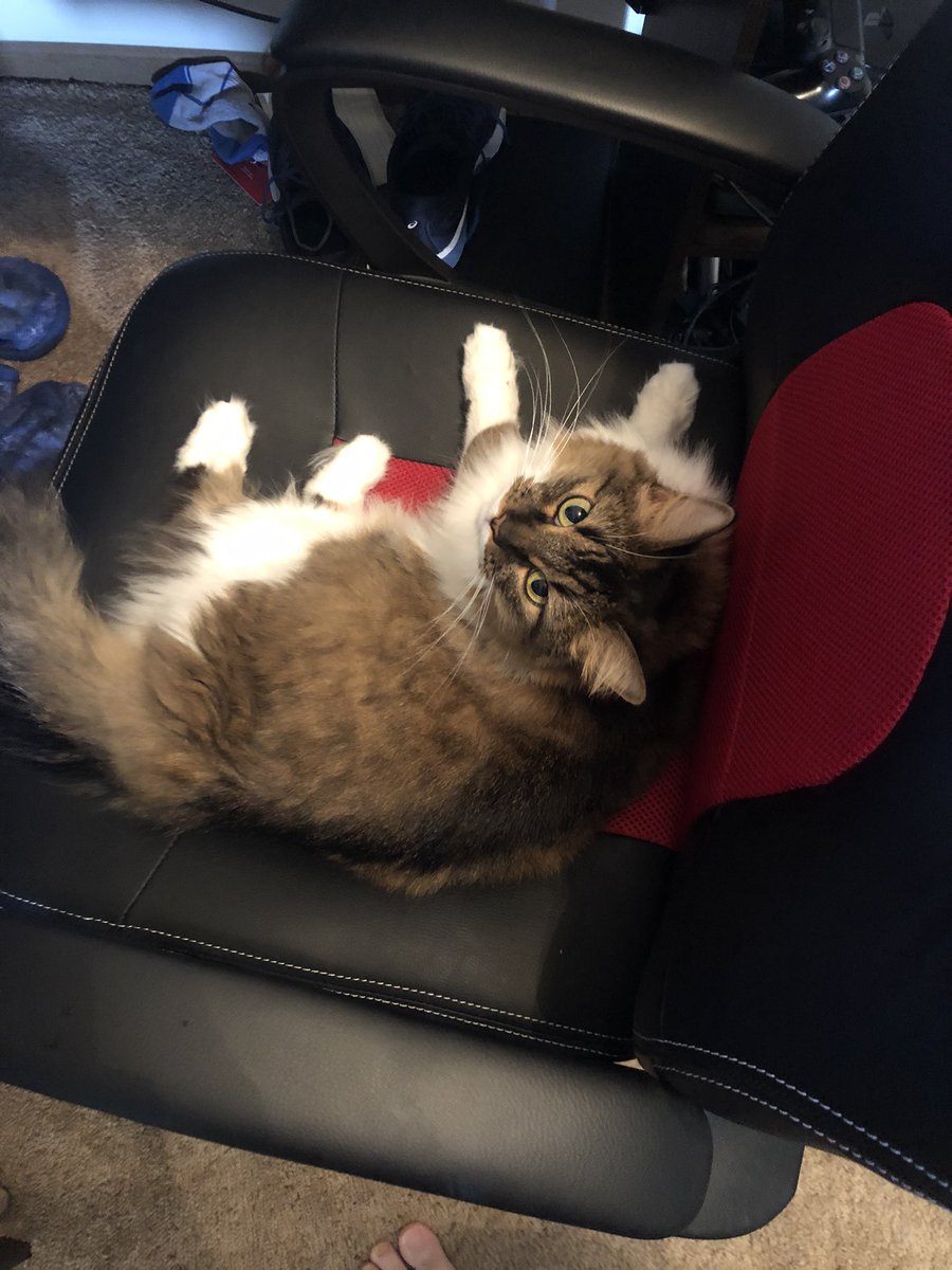 Mrizzo941's tweet image. I leave for two seconds and my chair is gone. Sorry all. No stream today. Can’t interrupt the kittens laziness. #catproblem