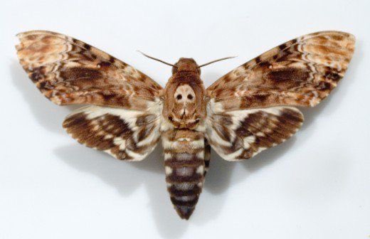 Borrowing from the Silence of the Lambs playbook, the Mafia sent for baculovirus. It infects moths but in this case makes a vaccine that’s generating the highest neutralizing antibodies of any vaccine in clinical trials. “I’m gonna mothball SARS2.”