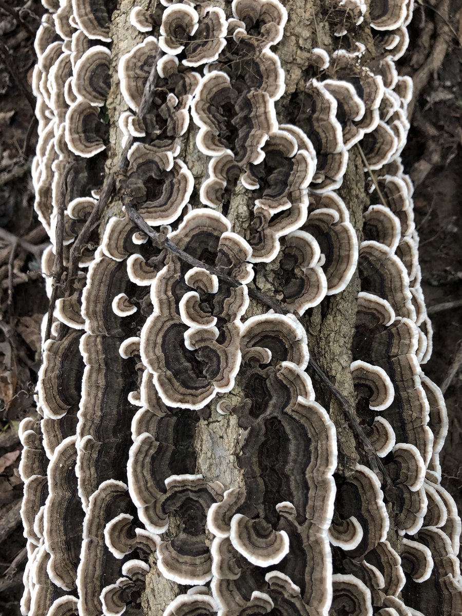 Along the trail, we spotted a log completely covered in fungus. The colors and patterns of the fungus were mesmerizing on closer look.