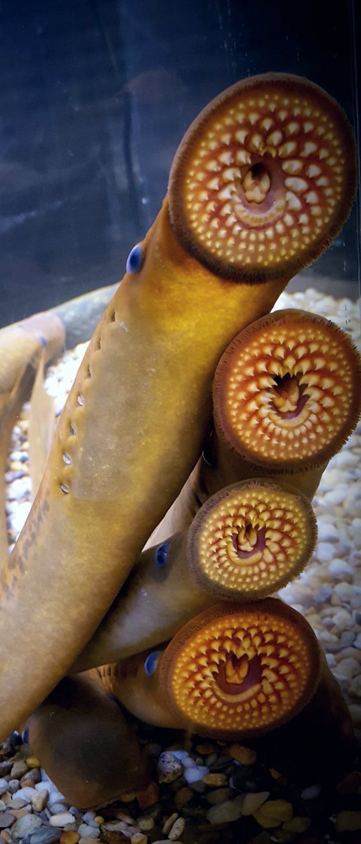 CskiChris's tweet photo. @LampreyControl Incredible book that I highly recommend! Iโm in my 38th year on sea lamprey control and @Brantromyzon has authored a remarkable chronicological account of the most successful invasive control program in the world #lampreycontrol #glfc #dfo #usfws https://t.co/O2YH2GRBvQ