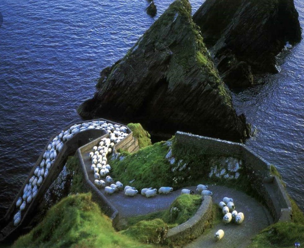 <a href="/jbartonmezzo/">Jamie Barton</a> Saw this earlier on Twitter 🐑🐑🐑

Rush hour in County Kerry, Ireland.
