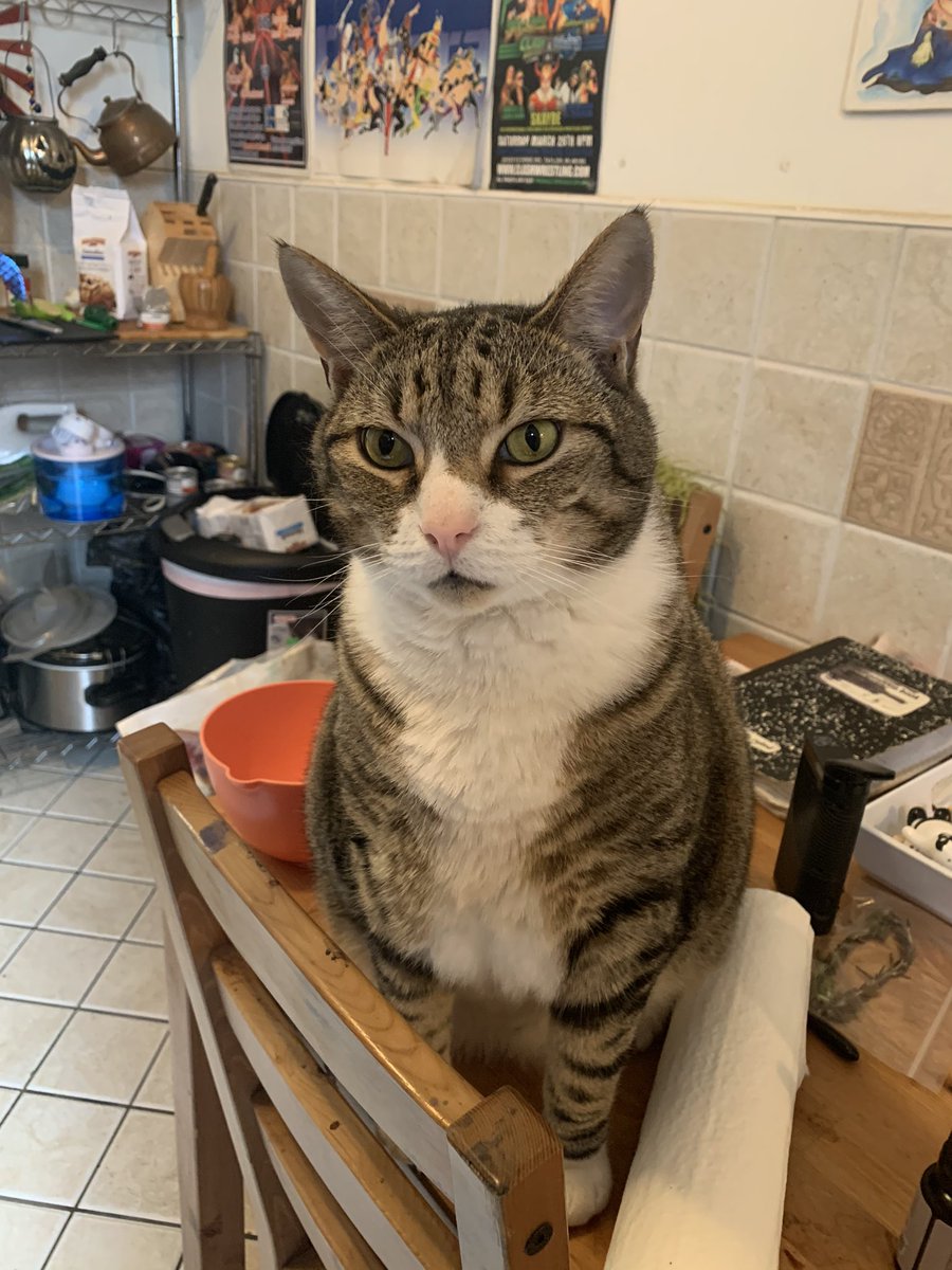 WinslowIsACat's tweet photo. do u have cheese https://t.co/kLs4UVe5DG