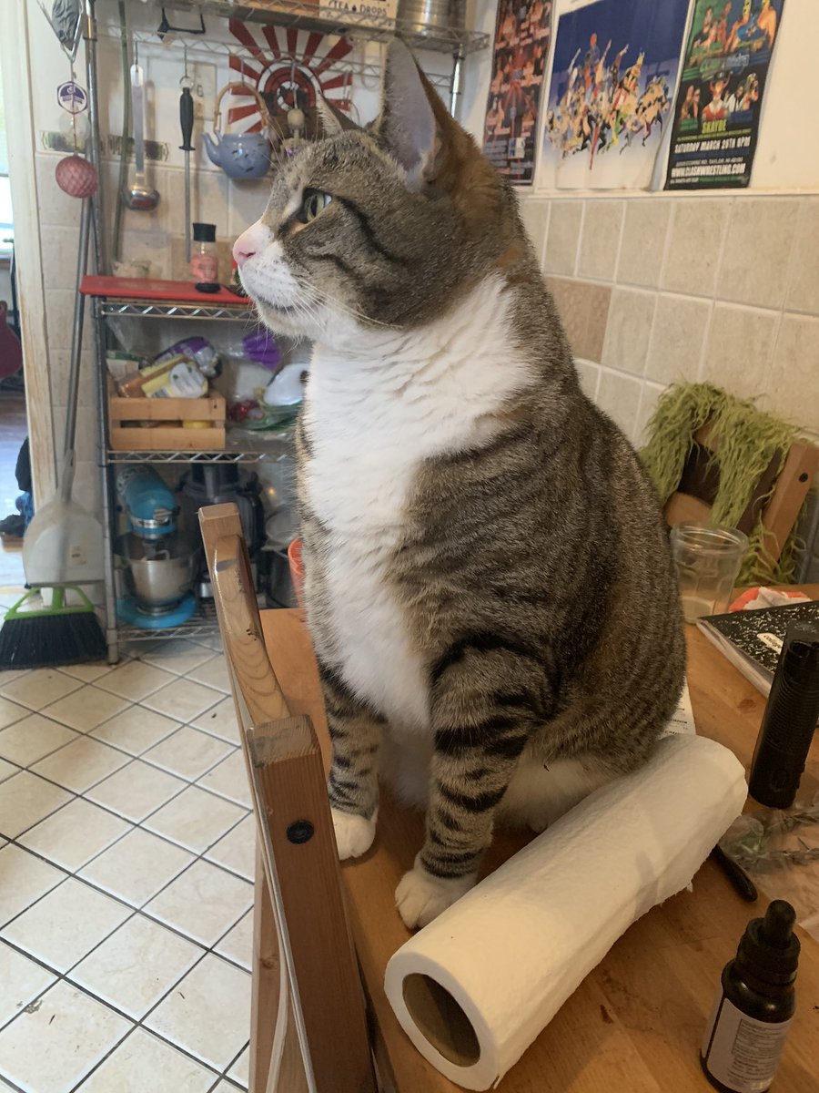 WinslowIsACat's tweet photo. do u have cheese https://t.co/kLs4UVe5DG