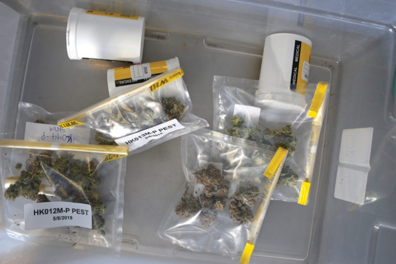 MarijuanaOrl's tweet photo. Two research findings on common cannabis fungal pathogens https://t.co/oYxSzDS9r6 https://t.co/N5OaCdBIUA