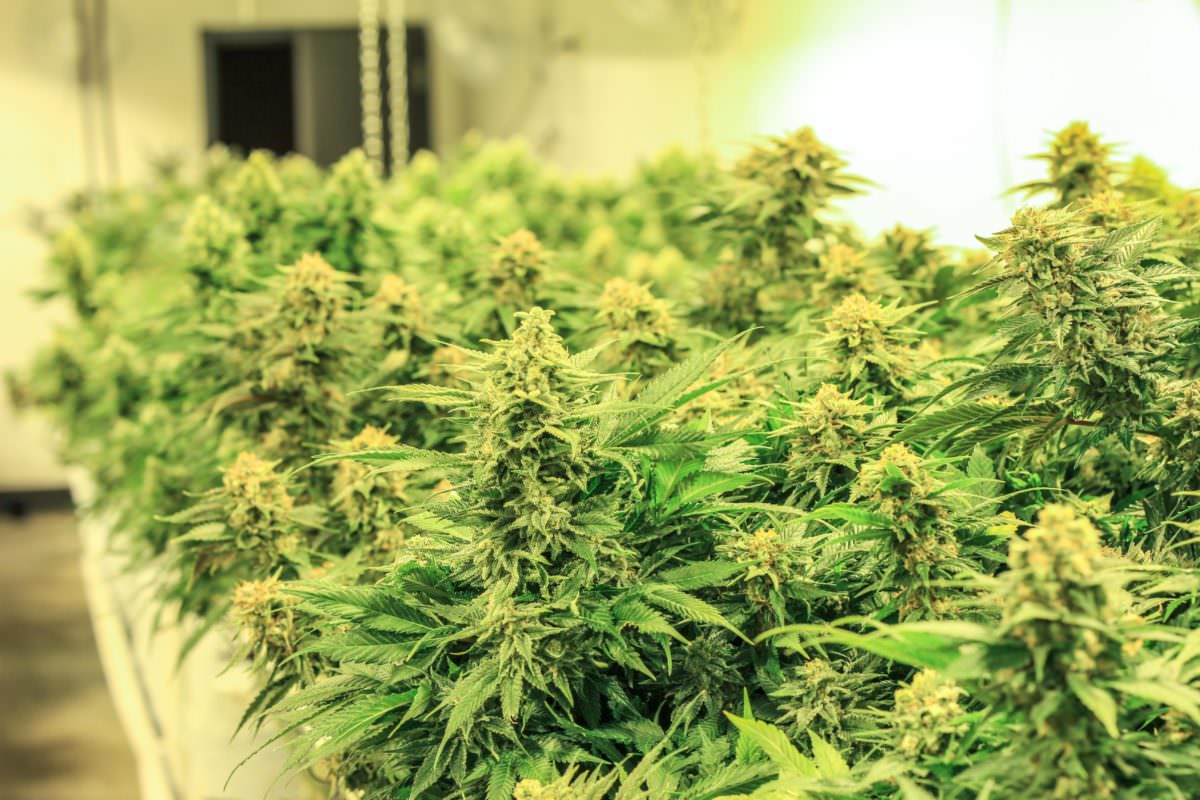MarijuanaOrl's tweet photo. Hermaphrodites in cultivated cannabis: Pollination possible https://t.co/la1OsIk9kL https://t.co/oqTIJwF9vE