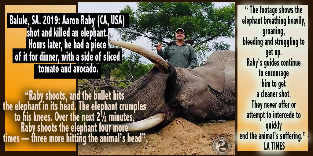 EleRhinoMarch's tweet image. .@BWGovernment @OfficialMasisi why have violent &amp;amp; patriarchal western colonialists become the &quot;saviors&quot; of Africa&apos;s wild heritage &amp;amp; why is @SADC_News pandering to worst of west? @environmentza @BarbaraCreecy_ INVESTIGATE SUSTAINABLE AB(USE). #BotswanaEndTheKilling #EndTheHunt