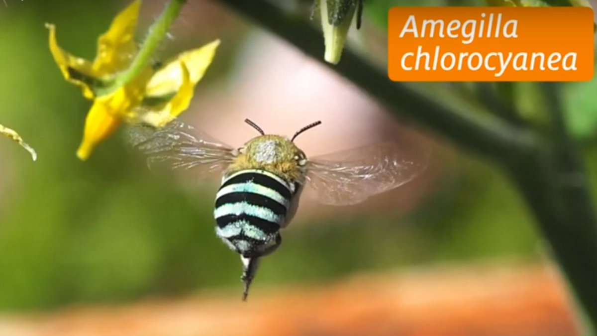 Check out this interesting video about how to find #NativeBees in western Australia, and how to help them. Thanks @BeeBabette
. 

youtube.com/watch?v=YkrZVK…

 #bees #pollinator #InsectConservation