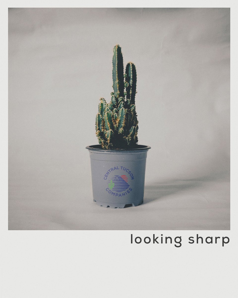 centraltucsonco's tweet photo. How we be lookin’ when we show up to the party...
#cactus #cacti #cactilove #cactuslover #cactusclub #cactusflowers #cactusmania #cactusworld #cactuslovers #cactusphoto #cactusplant #cactuslife #cactusgang #cactusobsession #arizona #arizona🌵 #tucson #tucsonarizona #tucsonaz https://t.co/wZkedEZ6cP