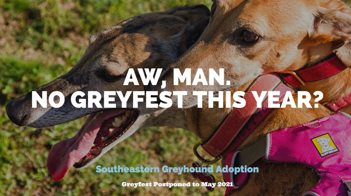 SEGC/SEGA Greyhounds tweet media