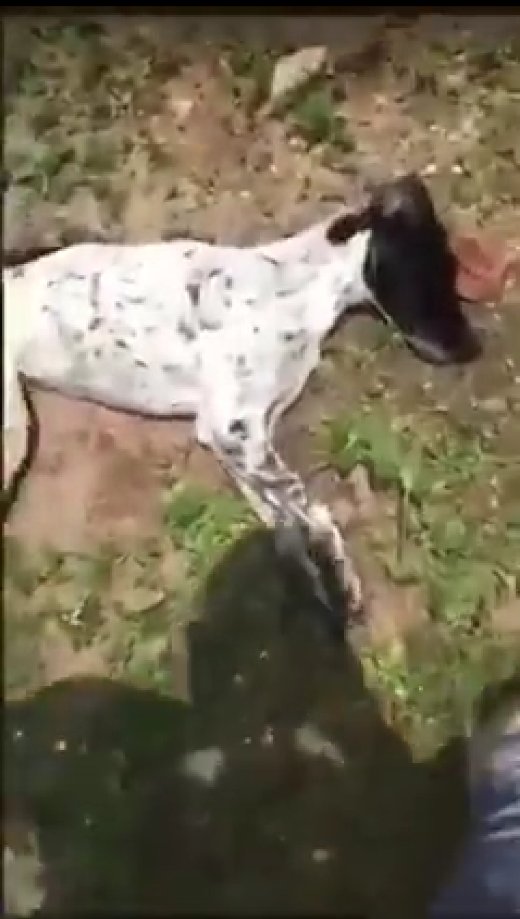 prensaanimal4's tweet photo. #EnRedSocial exigen a @GobiernoJalisco @EnriqueAlfaroR @eltuitojal aplicar la ley en caso de un perrito "Vaca" que fue muerto y arrastrado por un motociclista sólo porque el animal orino su moto
#Video #FuertesImagnes
https://t.co/xxGX5h5dsG
@M1llonDe
https://t.co/3Ie4aGfrPc https://t.co/n6hhmbXY8I