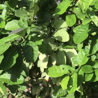 Babucarr tweet media