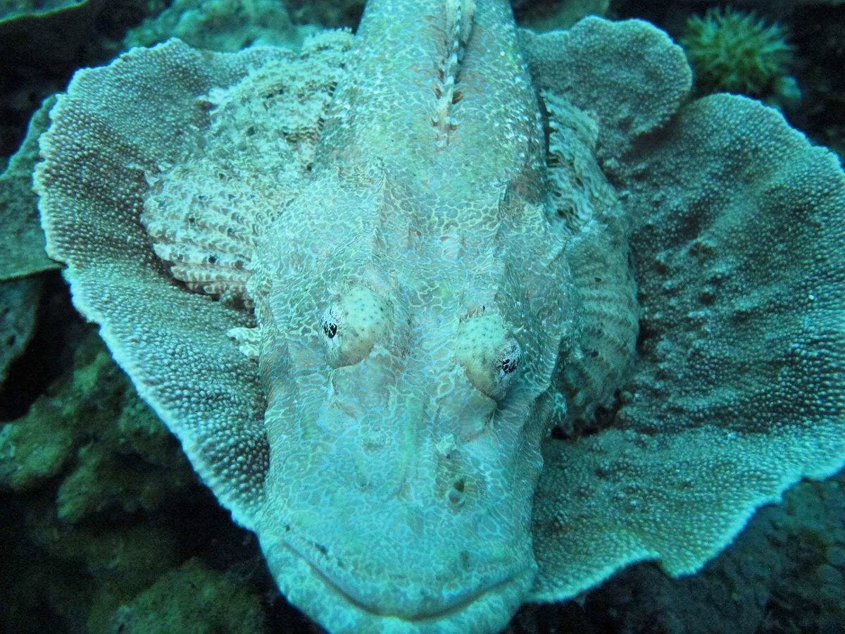 scuba_elnido's tweet photo. Crocodile Fishโs time to rest.
Dive with us! Dive with turtle divers ๐ข๐ค #elnido #elnidogram #philippines #fish #oceanlife #marinebiology #divephilippines #wheretonext #paditv #padidiveshop #voyaged #nature https://t.co/hIuVre83IX