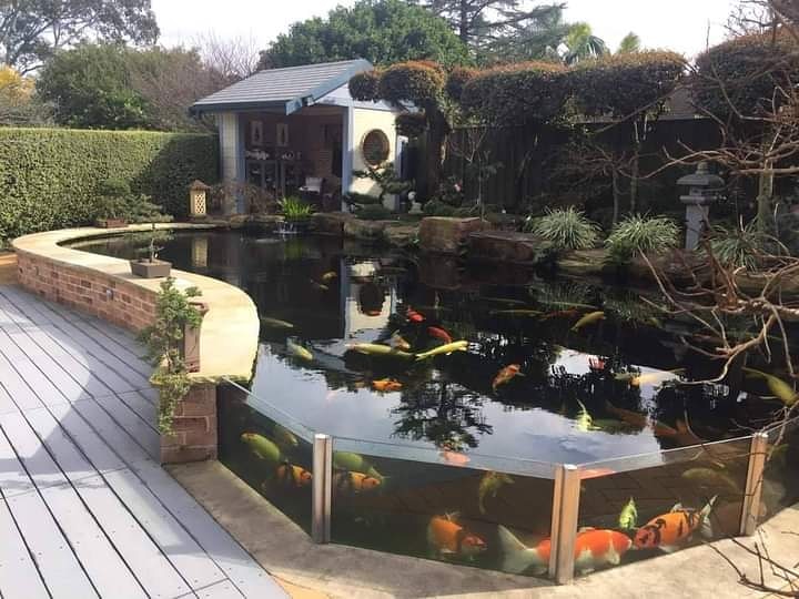 AmazonAquatics1's tweet photo. How #stunning is this nearly full #windowed #aquarium/#pond of the day I am totally #envious of it #aquascaping #aquariums #freshwateraquarium #plantedaquarium #aquariumoftheday #plantedtank #fishtank #tropicalfish #aquatics #aquariumgoals #aquascaper #ponds #koipond #staysafe https://t.co/j9iVwyTDBW