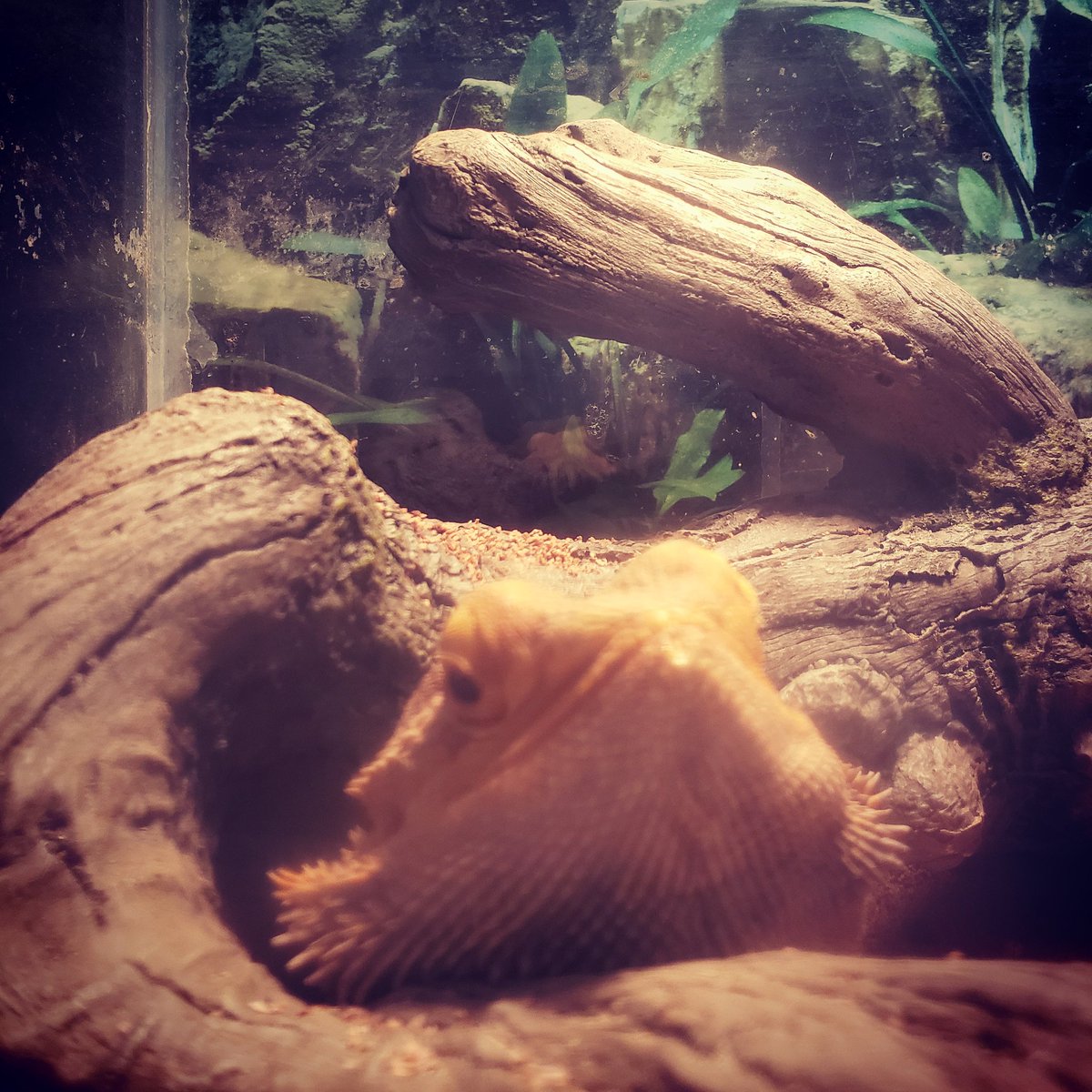 My baby just enjoyed his favourite food, horned worms.  Now little Vanjie is ready for bed