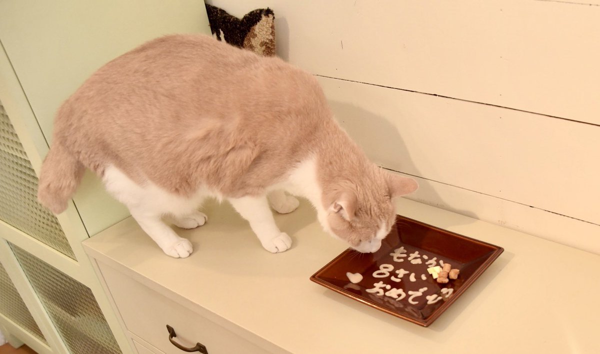 おもしろ猫 おもしろ猫