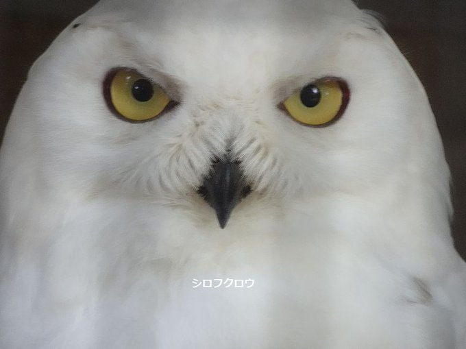 フクロウさんのtwitterイラスト検索結果 古い順 フクロウさんのtwitterイラスト検索結果 古い順