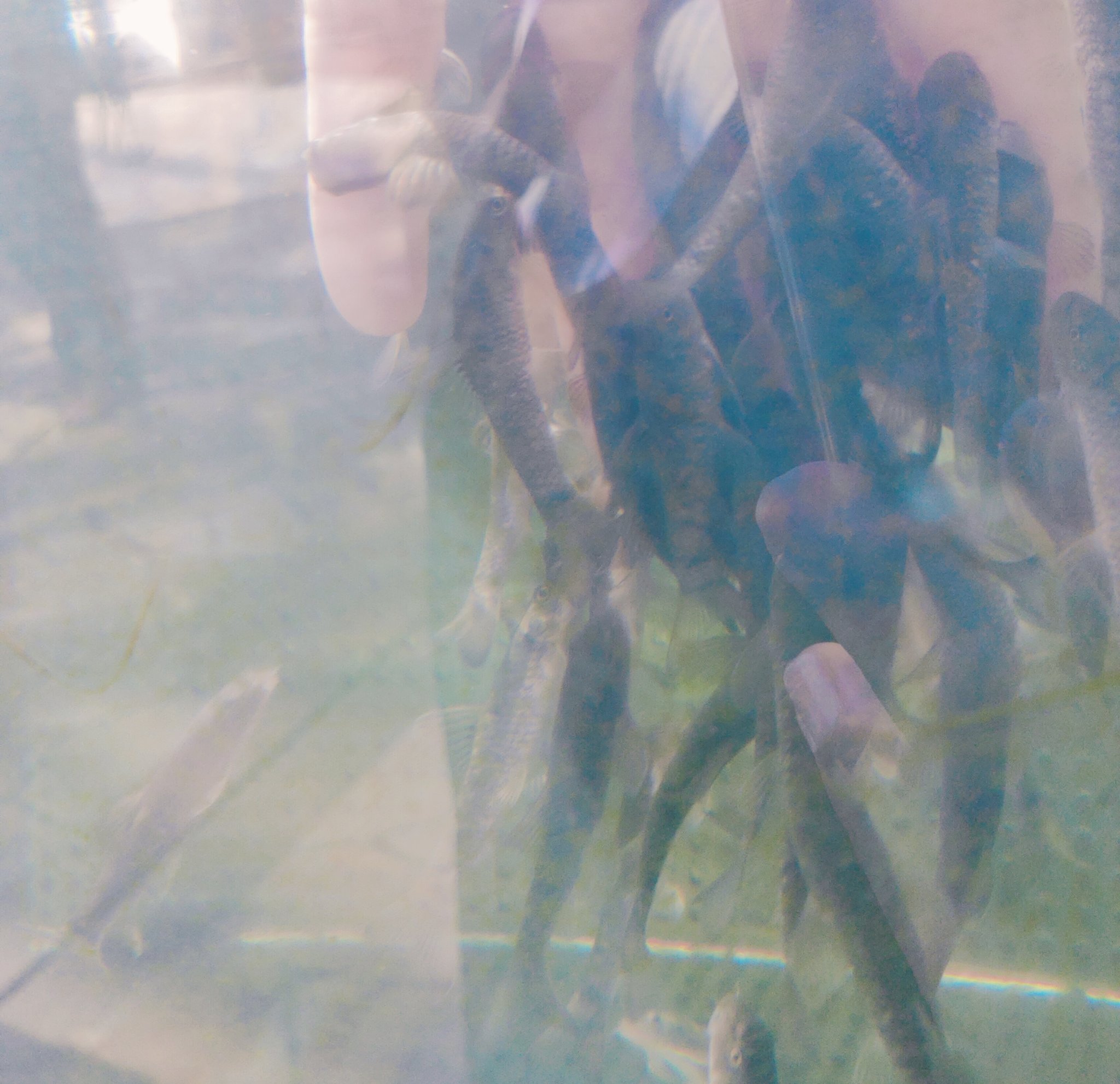 ガラルファ Twitter Search Twitter