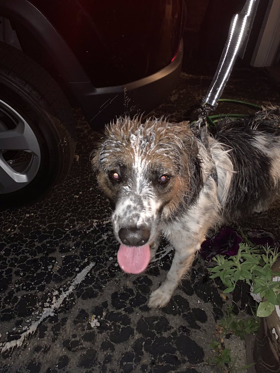 natwalt9's tweet photo. I think we all need some laughter. This is Homer. Homer met his first skunk about an hour ago...please don’t let your furries play w smelly furries... #happyhomer #thatstinks #firstskunking https://t.co/u7VCm5trP2