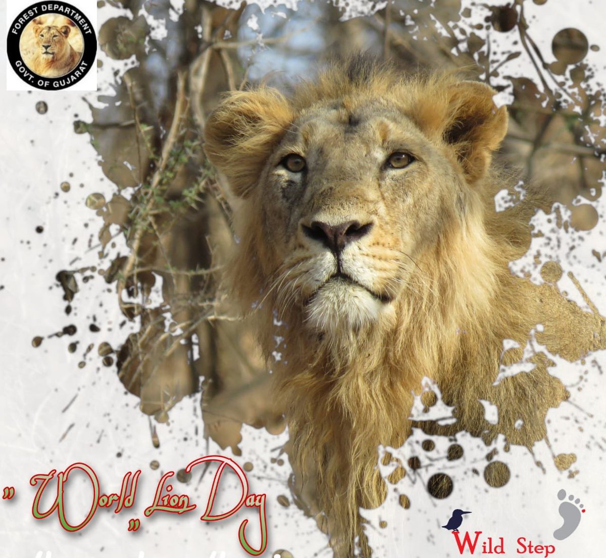 World Lion day...