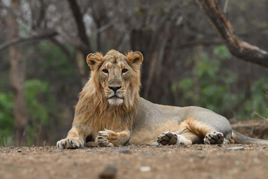 drrajivguptaias's tweet photo. Conservation of Asiatic #Lions in Gir by @GujForestDept, using radio Collars, Lion Ambulances,tracking &amp; reducing man-animal conflict has led to exponential increase in its population.We remain committed to protect #JungleKing &amp; their habitat. #worldlionday2020 @PMOIndia @CMOGuj https://t.co/aWFNGVmcHB
