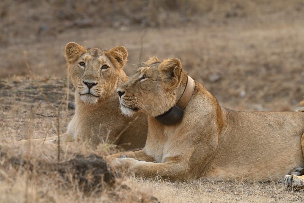 drrajivguptaias's tweet photo. Conservation of Asiatic #Lions in Gir by @GujForestDept, using radio Collars, Lion Ambulances,tracking &amp; reducing man-animal conflict has led to exponential increase in its population.We remain committed to protect #JungleKing &amp; their habitat. #worldlionday2020 @PMOIndia @CMOGuj https://t.co/aWFNGVmcHB