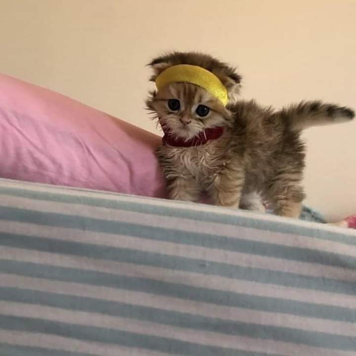 gatitos_qctd's tweet image. Vamos a ejercitarnos miau