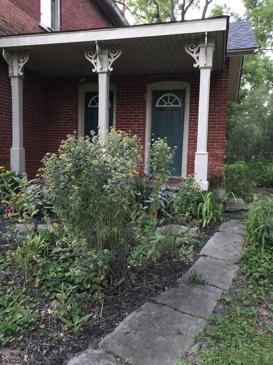 Michelle Belanger on Twitter: "Inspiration House: echinacea, black Michelle Belanger on Twitter: "Inspiration House: echinacea, black