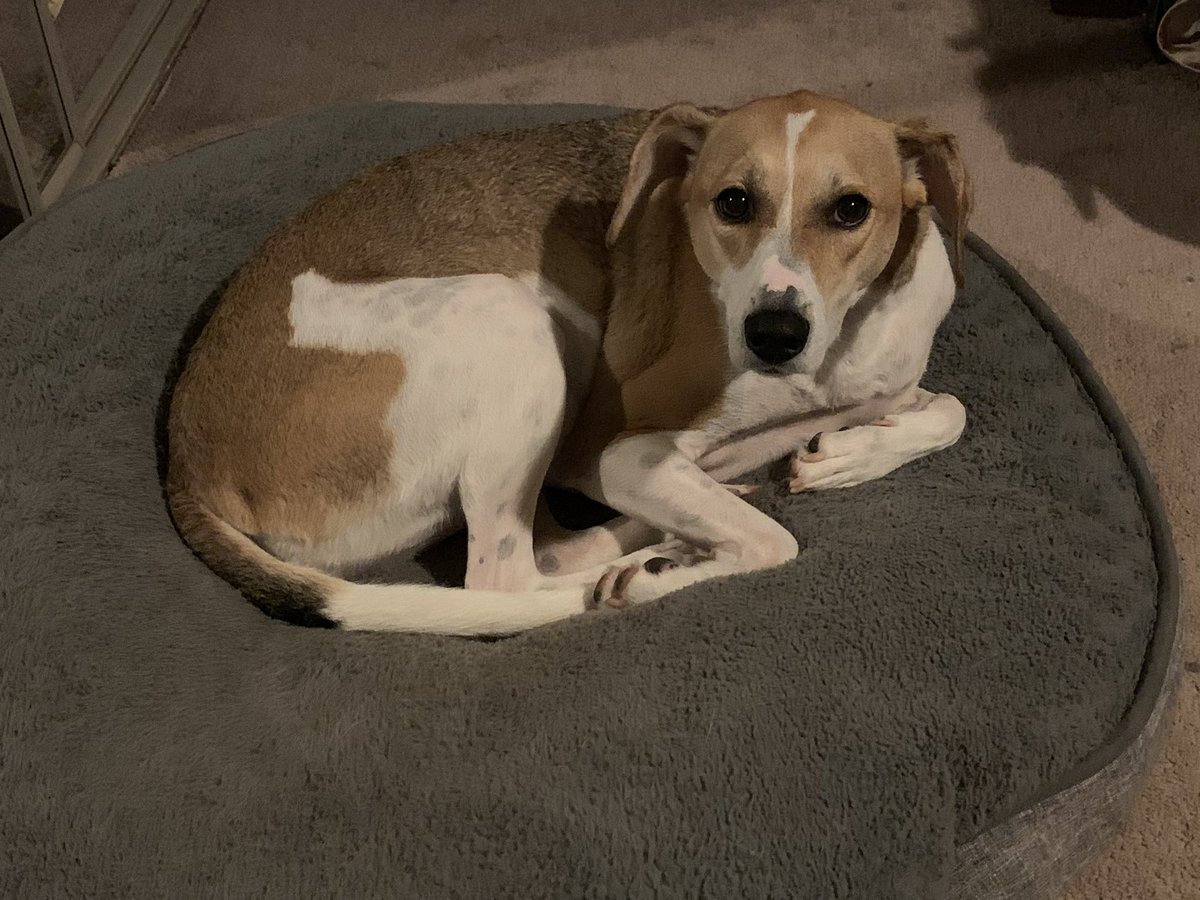ADCat975's tweet photo. Itโs a damn good thing she is very cute. She seriously needs to reconsider her choice of scents to wear bc eau de fox ๐ฉ is NOT acceptable. ๐คข Bath time scrub down for her and the tub was not in the plans for tonight. #stinkydog #bathtime #myachingback #tired https://t.co/BWBpKl8i5P