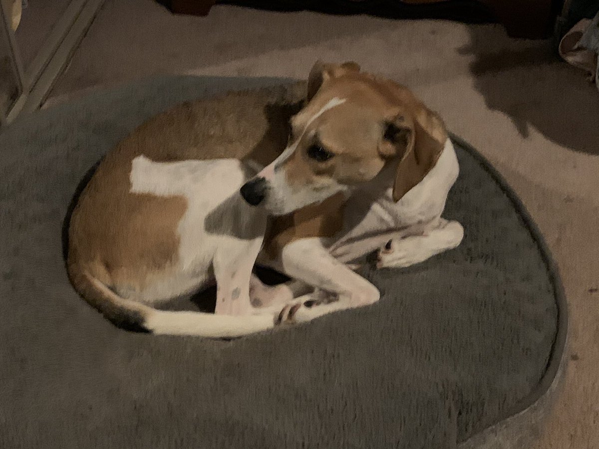 ADCat975's tweet photo. Itโs a damn good thing she is very cute. She seriously needs to reconsider her choice of scents to wear bc eau de fox ๐ฉ is NOT acceptable. ๐คข Bath time scrub down for her and the tub was not in the plans for tonight. #stinkydog #bathtime #myachingback #tired https://t.co/BWBpKl8i5P