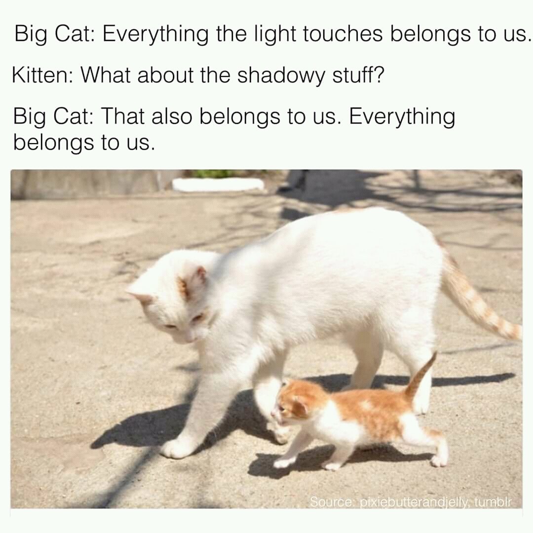 best cat memes