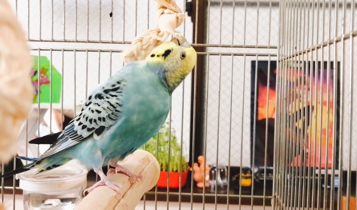セキセイ インコ 噛む インコ 噛む セキセイ