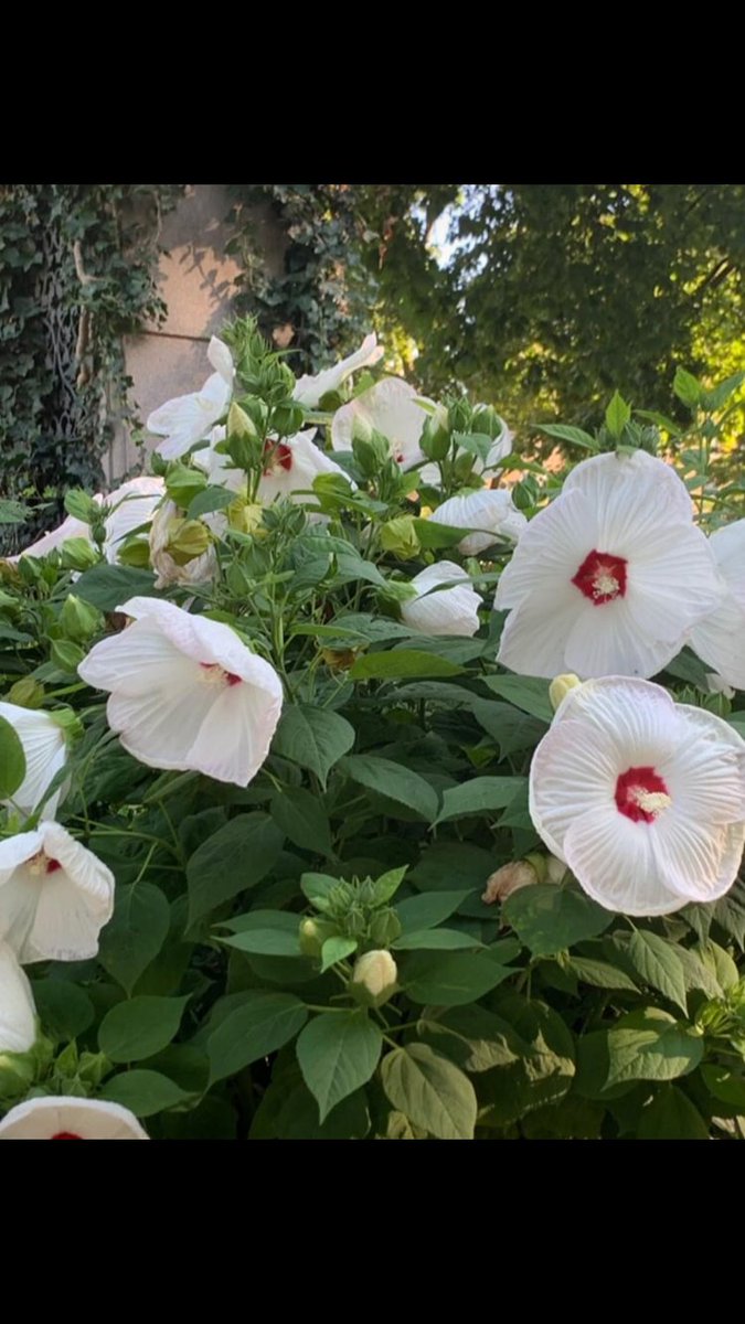 JasonWilliams41's tweet image. Evening or Morning All.... Can anyone identify these beauties?..... I’m sure @dale_dixon will know straight away... the botanist extraordinaire. Many thxs Darlings💋💋
