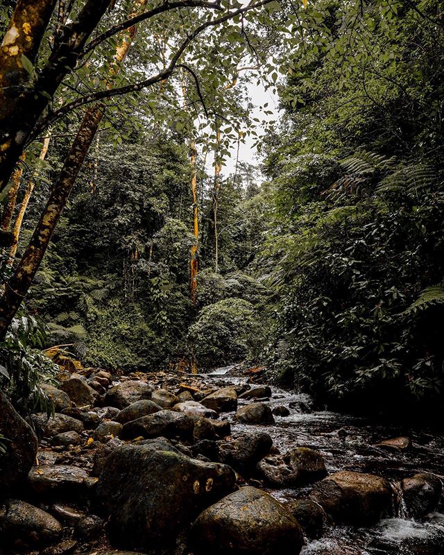 FlySamoaAirways's tweet photo. It’s not all turquoise water and white sands in our piece of paradise, Samoa has so much lush green bush and beautiful rivers to explore. #flysamoaairways #samoa
Fa'afetai 📷  @coconut.motion https://t.co/ZIUKd2554Y