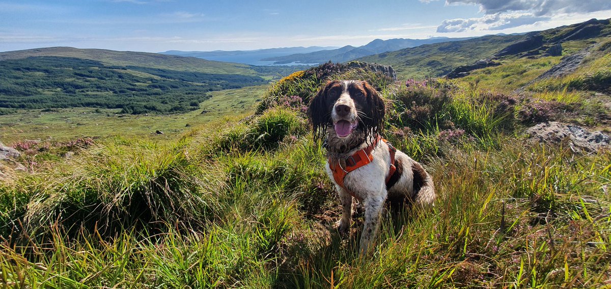 grimesdor10's tweet photo. Most headed for the beach today so I went for the hills with my usual partner. Stunning views of #BantryBay and to Kerry mountains from #PriestsLeap towards Barraboy mountain. Thumbs up for the #Ruffwear #frontrangeharness. Best fit I've found so far for an energetic Spaniel https://t.co/MUOFeGJPrr