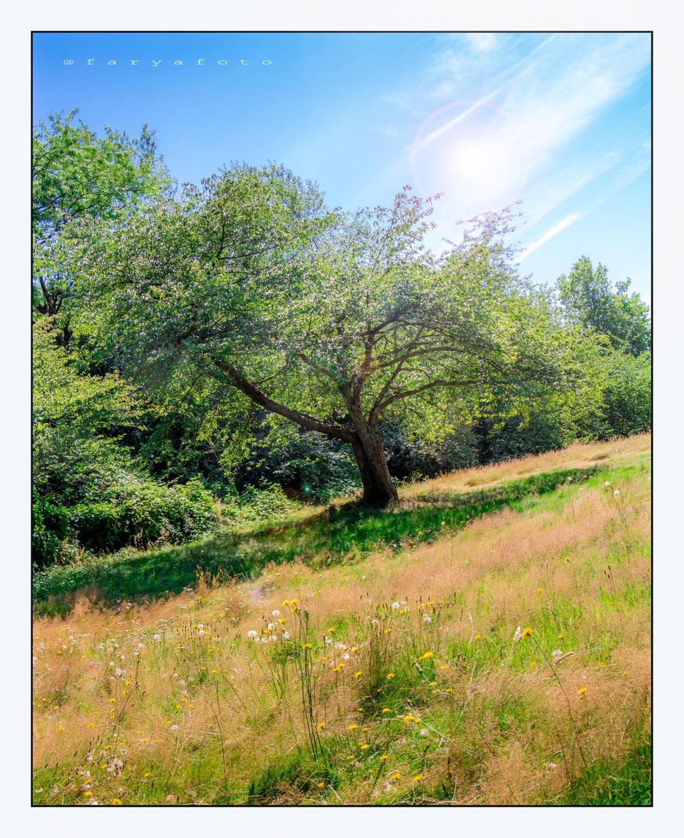 FaryaFoto's tweet image. Prairie #prarie #singletree #queenelizabethpark #vancouver