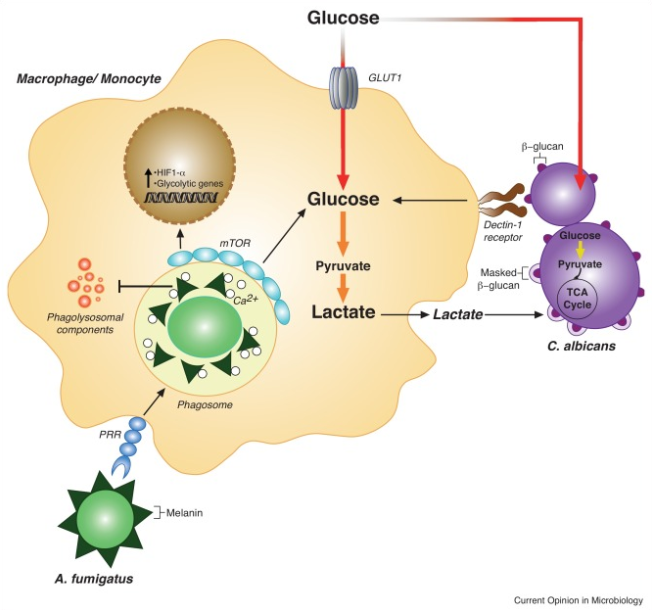 TravenLab's tweet photo. Check out our latest review, in which Harshini Weerasinghe describes the hunger games between host and fungi during infection 🍄👩‍🔬

https://t.co/ORtdgTSWjG https://t.co/KUsOgjkJAl