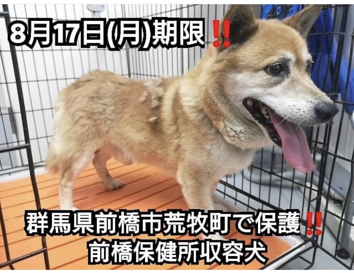 タコ ちゃん A Twitter 群馬県前橋市保健所収容犬 収容期限 年8月17日 飼い主様お迎えを 収容日 年8月6日 管理番号 08 02 性別 オス 推定年齢 10歳 首輪等 革製ベージュ色 切れた鎖付き 特徴 おとなしい 備考 足が短め 027 2 5777 群馬県 タコ ちゃん A Twitter 群馬県前橋市保健所収容犬 収容期限 年8月17日 飼い主様お迎えを 収容日 年8月6日 管理番号 08 02 性別 オス 推定年齢 10歳 首輪等 革製ベージュ色 切れた鎖付き 特徴 おとなしい 備考 足が短め 027 2 5777 群馬県